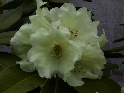 Rhododendron hybride 'Lionel's Triumph' — Rhododendron.be — photo 1