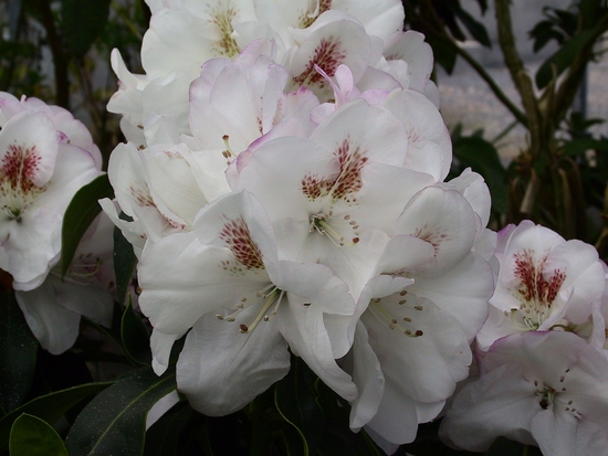 Rhododendron 'Mrs Lionel de Rothschild'