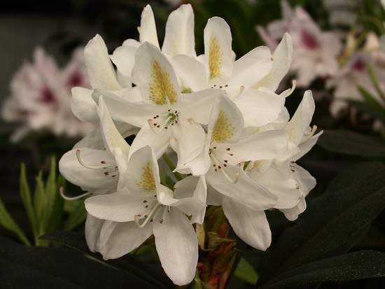 Rhododendron 'Madame Masson'