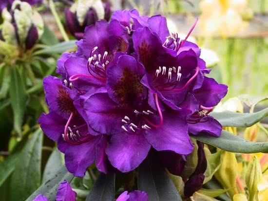 Rhododendron 'Marcel Menard'