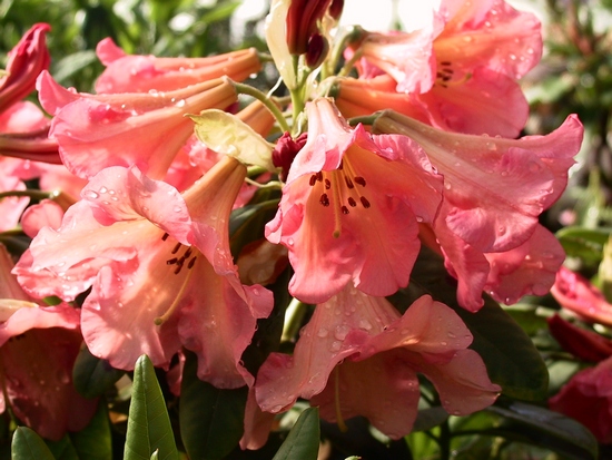 Rhododendron 'Margaret Dunn'