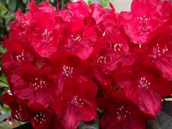 Rhododendron 'Mars'