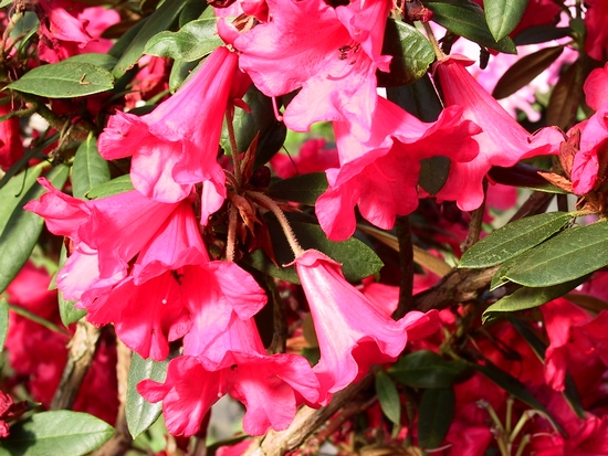 Rhododendron 'May Day'