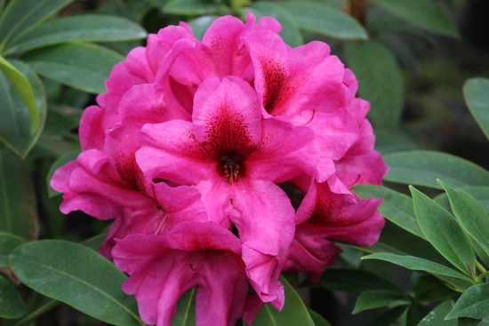 Rhododendron 'Midnight'