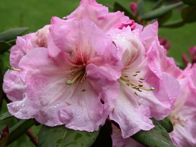 Rhododendron hybride 'Molly Buckley' — Rhododendron.be — photo 1