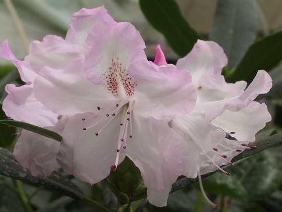 Rhododendron 'Mrs Charles Pearson'