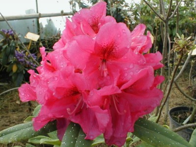Rhododendron hybride 'M.V. Weizsäcker' — Rhododendron.be — photo 1