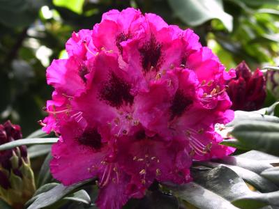 Rhododendron hybride 'Marie fortie' — Rhododendron.be — photo 1