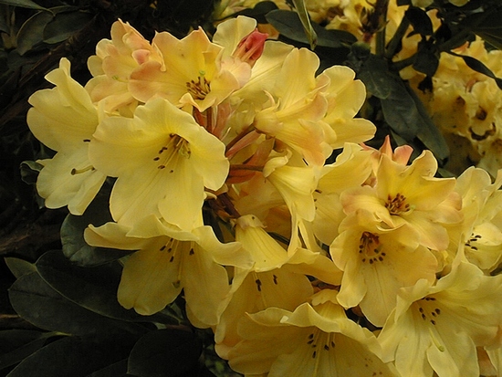 Rhododendron 'Nancy Evans'
