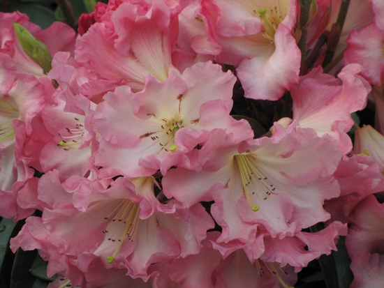 Rhododendron 'Naselle'