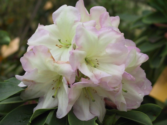 Rhododendron 'Naomi Exbury'