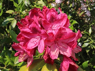 Rhododendron 'Moser's Maroon'