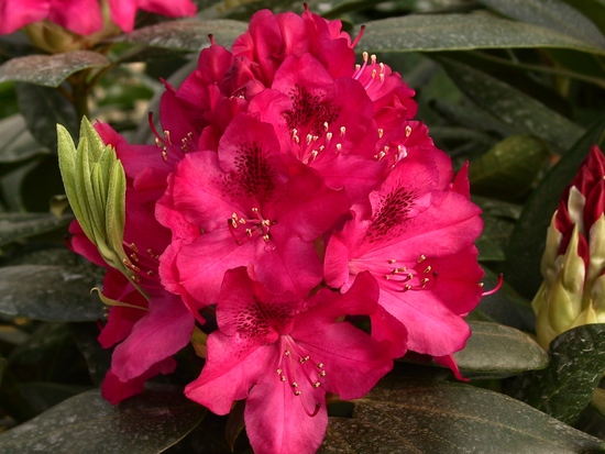 Rhododendron hybride 'Nova Zembla' — Rhododendron.be — photo 1