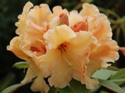 Rhododendron hybride 'Apricot Fantasy' — Rhododendron.be — photo 1