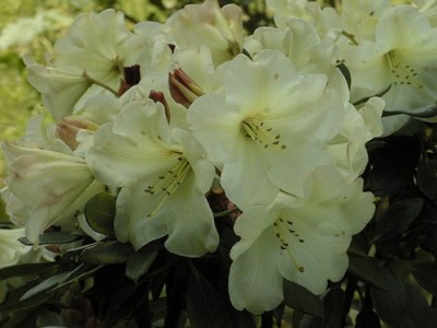 Rhododendron hybride 'Odee Wright' — Rhododendron.be — photo 1