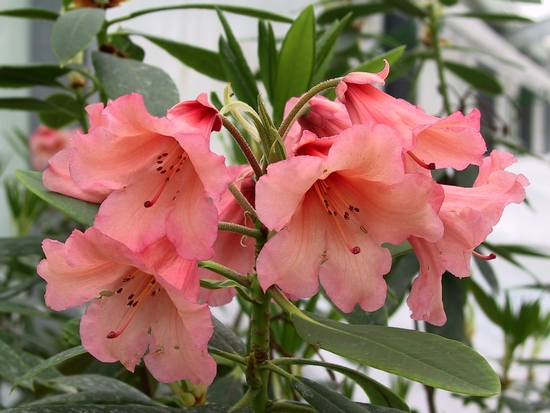 Rhododendron 'Old Copper'