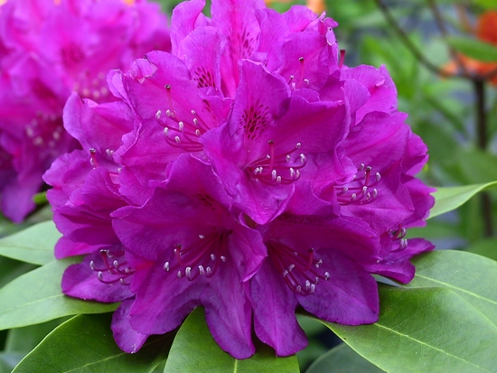 Rhododendron 'Old port'