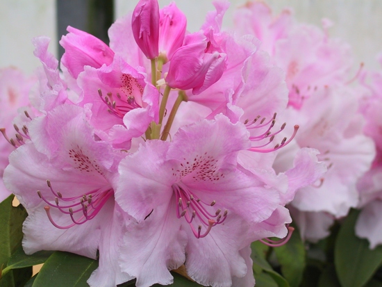 Rhododendron 'Pink Pearl'
