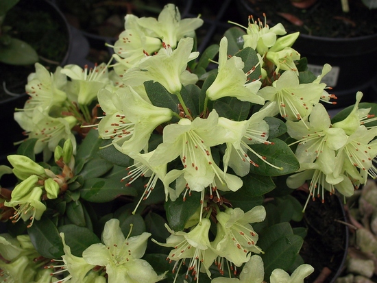 Rhododendron 'Princess Anne'
