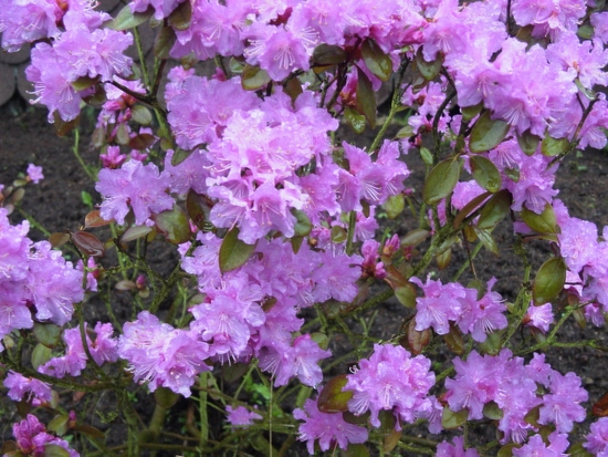 Rhododendron nain 'P.J.Mezitt' — Rhododendron.be — photo 1