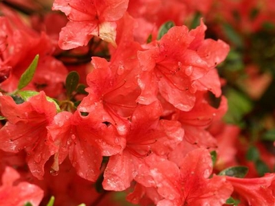Azalea Japonica 'Orange beauty'