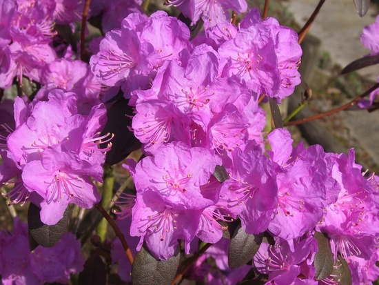 Rhododendron nain 'P.J.M. Régal' — Rhododendron.be — photo 1