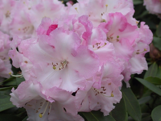 Rhododendron 'Point Defiance'