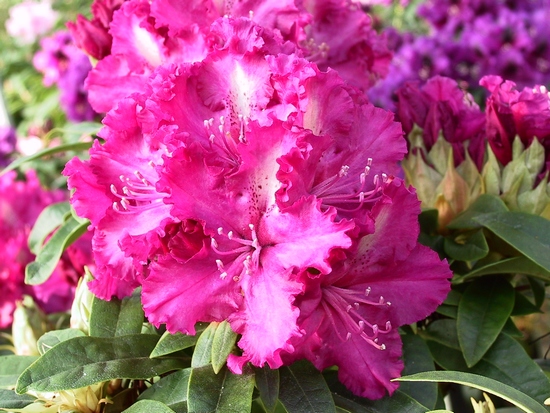 Rhododendron 'Purple Lace'