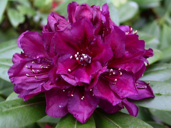Rhododendron 'Polarnarcht'