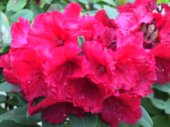 Rhododendron 'Red Jack'