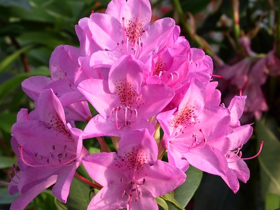 Rhododendron hybride 'Roseum Elegans' — Rhododendron.be — photo 1