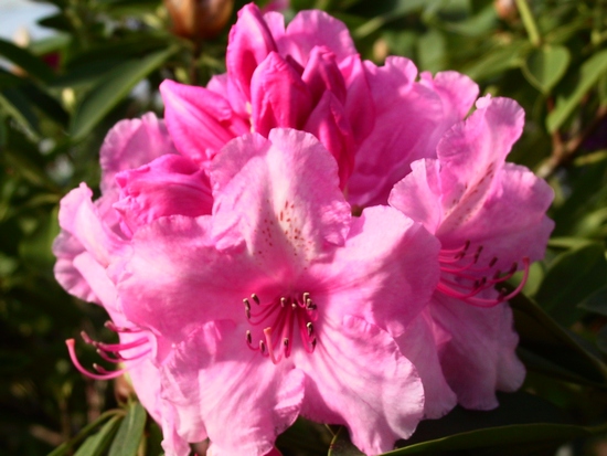 Rhododendron hybride 'Rudi Webster'