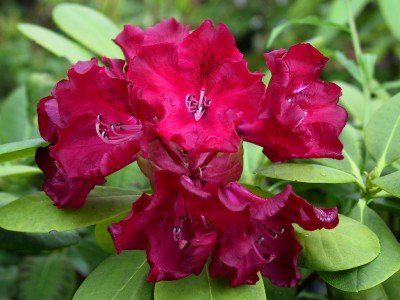 Rhododendron hybride 'Queen of Hearts' — Rhododendron.be — photo 1