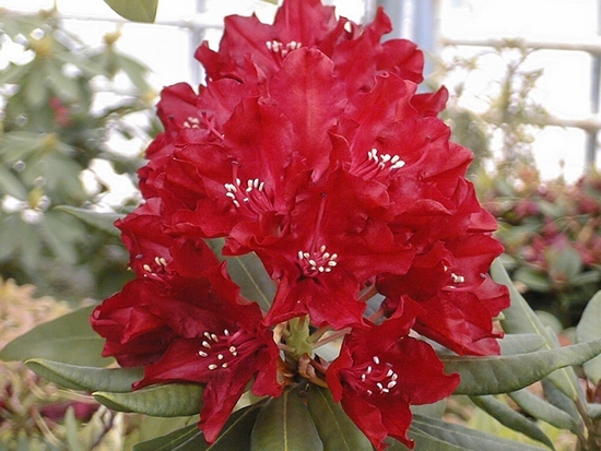 Rhododendron 'Sammetglut'