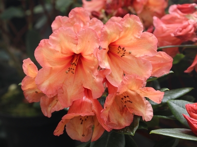 Rhododendron de la collection Boutiguéry en fleurs