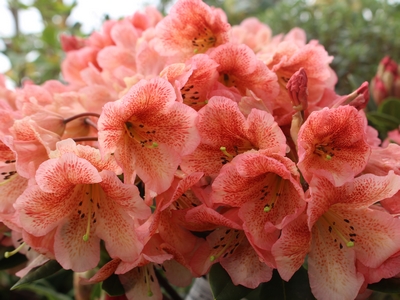 Rhododendron collection Boutiguéry 'Sainte-Marine ®' — Rhododendron.be — photo 1