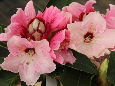 Rhododendron collection Boutiguéry 'Vallée de l'Odet ®' — Rhododendron.be — photo 1