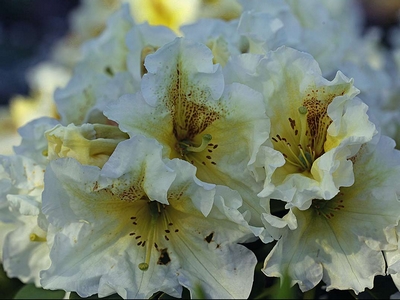 Rhododendron hybride 'Lemon Spritz' — Rhododendron.be — photo 1
