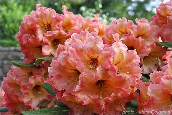Rhododendron 'Spritz  ®'