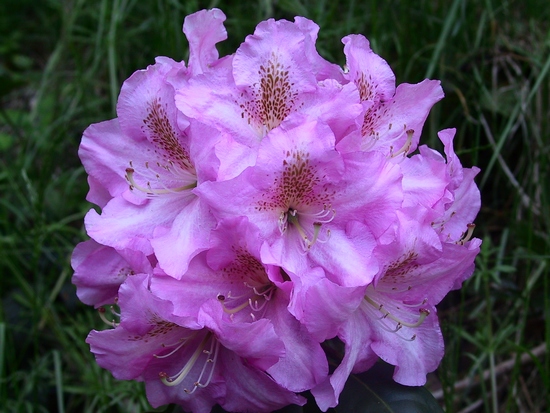 Rhododendron 'Scintillation'
