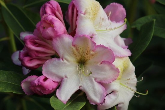 Rhododendron hybride 'Stesyl' — photo 1