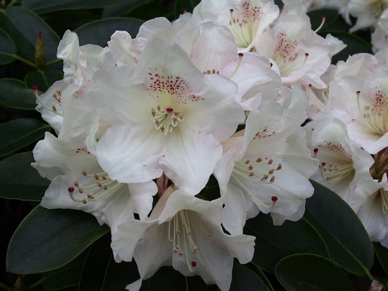 Rhododendron 'Souvenir of W.C. Slocock'