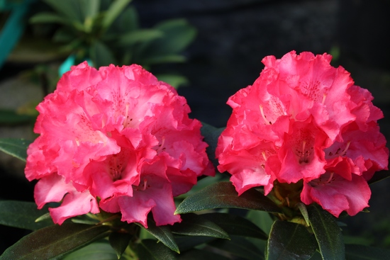 Rhododendron Yakushimanum 'Solidarity'