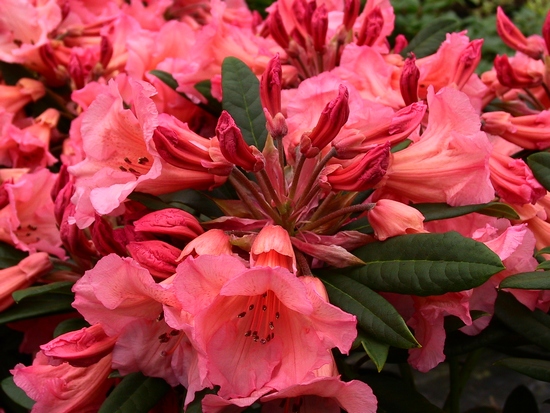 Rhododendron 'Tortoishell Orange'