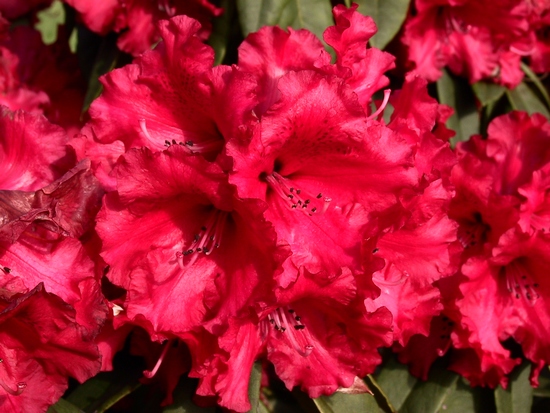 Rhododendron 'Taurus'