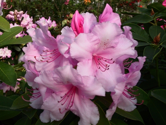 Rhododendron 'Trude Webster'