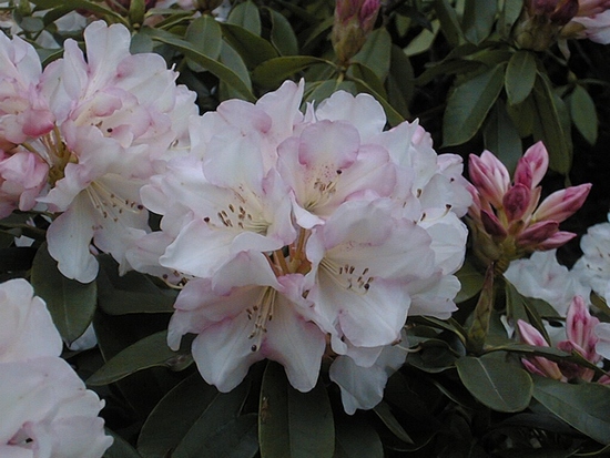 Rhododendron 'Unique'