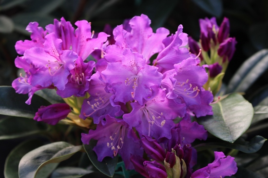 Rhododendron Hybrid 'True Blue'