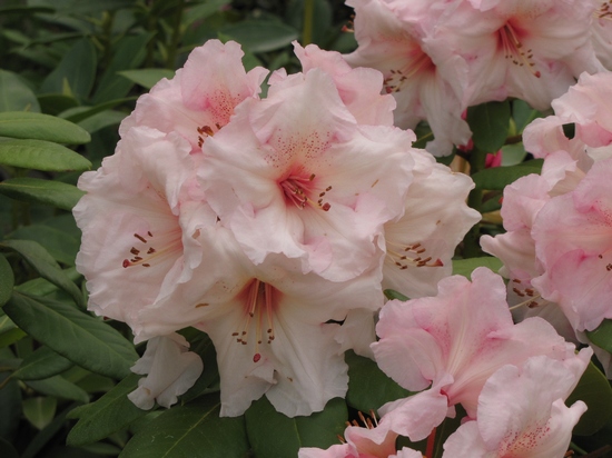 Rhododendron 'Virginia Richards'