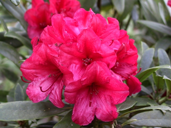 Rhododendron 'Vulcan'